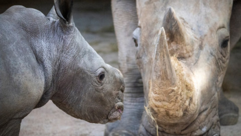 Un pui de rinocer alb s-a născut la o grădină zoologică din Valencia. Este primul în aproape două decenii