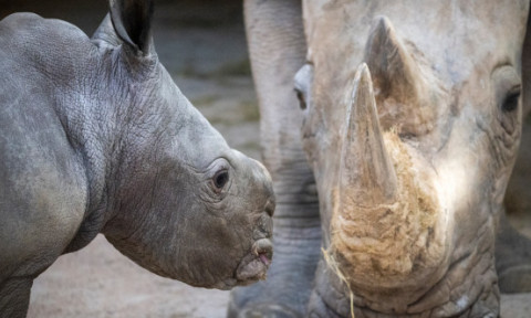 Un pui de rinocer alb s-a născut la o grădină zoologică din Valencia. Este primul în aproape două decenii