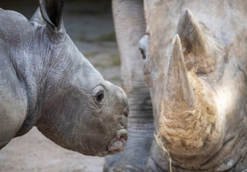 Un pui de rinocer alb s-a născut la o grădină zoologică din Valencia. Este primul în aproape două decenii