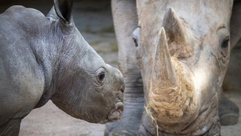 Un pui de rinocer alb s-a născut la o grădină zoologică din Valencia. Este primul în aproape două decenii