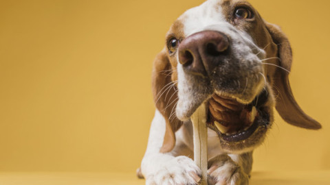 Top 9 cele mai sănătoase rase de câini. Acești patrupezi pot reduce drastic costurile la veterinar, spun experții