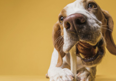 Top 9 cele mai sănătoase rase de câini. Acești patrupezi pot reduce drastic costurile la veterinar, spun experții