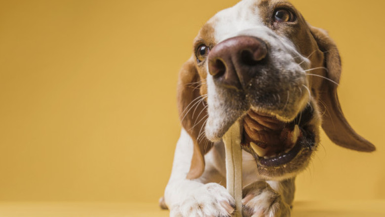 Top 9 cele mai sănătoase rase de câini. Acești patrupezi pot reduce drastic costurile la veterinar, spun experții