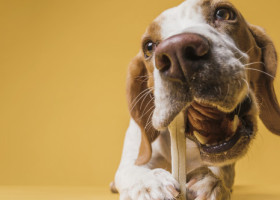 Top 9 cele mai sănătoase rase de câini. Acești patrupezi pot reduce drastic costurile la veterinar, spun experții