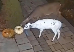 Animal rar, surprins de camerele de supraveghere ale unei case din Pennsylvania. Toți s-au uimit de spectaculoasă creatură