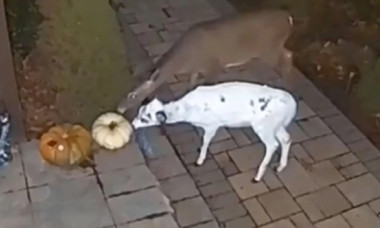 Animal rar, surprins de camerele de supraveghere ale unei case din Pennsylvania. Toți s-au uimit de spectaculoasă creatură