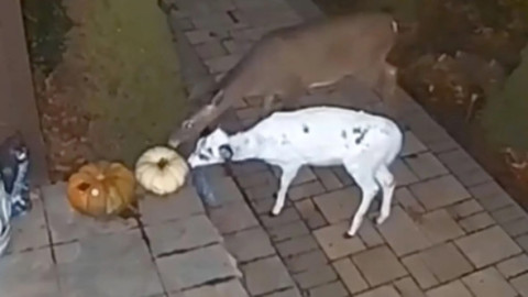 Animal rar, surprins de camerele de supraveghere ale unei case din Pennsylvania. Toți s-au uimit de spectaculoasă creatură