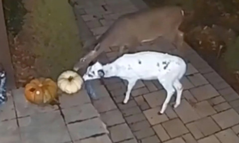 Animal rar, surprins de camerele de supraveghere ale unei case din Pennsylvania. Toți s-au uimit de spectaculoasă creatură