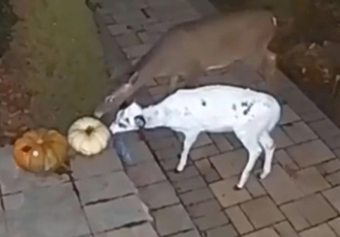 Animal rar, surprins de camerele de supraveghere ale unei case din Pennsylvania. Toți s-au uimit de spectaculoasă creatură