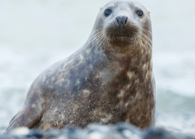 Momentul când un pui de focă dă buzna într-un pub din Noua Zeelandă. Angajații au crezut inițial că e un câine