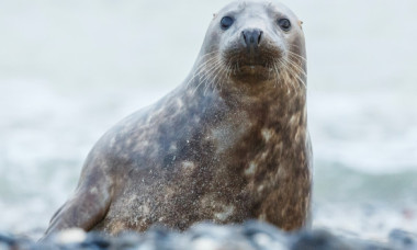 Momentul când un pui de focă dă buzna într-un pub din Noua Zeelandă. Angajații au crezut inițial că e un câine
