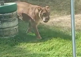 Un adolescent care visa să îmblânzească lei a fost sfâşiat mortal după ce a intrat în ţarcul de la o grădină zoologică din Brazilia