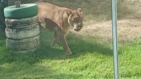 Un adolescent care visa să îmblânzească lei a fost sfâşiat mortal după ce a intrat în ţarcul de la o grădină zoologică din Brazilia