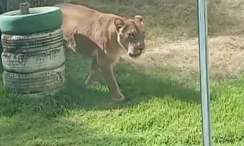 Un adolescent care visa să îmblânzească lei a fost sfâşiat mortal după ce a intrat în ţarcul de la o grădină zoologică din Brazilia