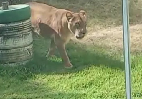 Un adolescent care visa să îmblânzească lei a fost sfâşiat mortal după ce a intrat în ţarcul de la o grădină zoologică din Brazilia