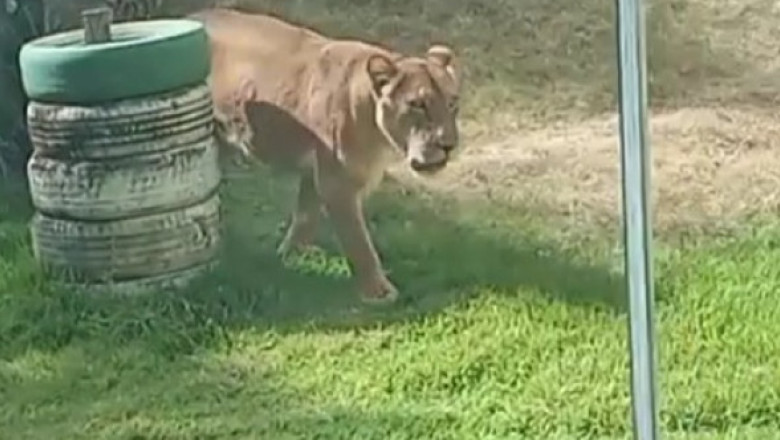 Un adolescent care visa să îmblânzească lei a fost sfâşiat mortal după ce a intrat în ţarcul de la o grădină zoologică din Brazilia