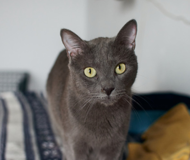 Pisică Albastru de Rusia/ Freepik