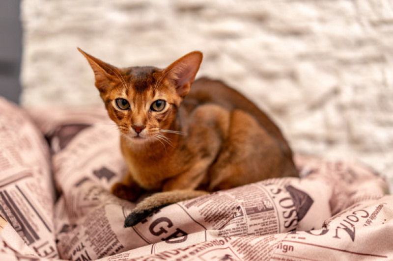 Pisică Abisinian/ Freepik