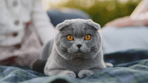 A adoptat un motan și a crezut că i-a salvat viața. După trei ani a aflat că riscă 300.000€ amendă și eutanasierea pisicii