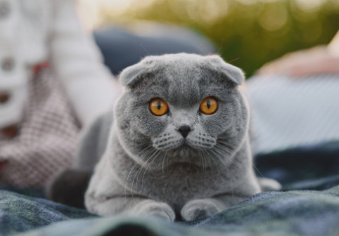 A adoptat un motan și a crezut că i-a salvat viața. După trei ani a aflat că riscă 300.000€ amendă și eutanasierea pisicii