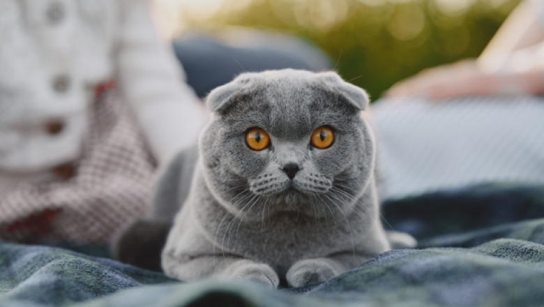 A adoptat un motan și a crezut că i-a salvat viața. După trei ani a aflat că riscă 300.000€ amendă și eutanasierea pisicii