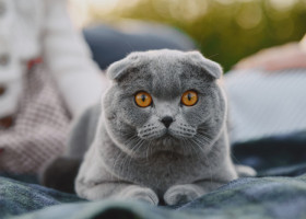 A adoptat un motan și a crezut că i-a salvat viața. După trei ani a aflat că riscă 300.000€ amendă și eutanasierea pisicii