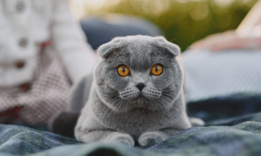 A adoptat un motan și a crezut că i-a salvat viața. După trei ani a aflat că riscă 300.000€ amendă și eutanasierea pisicii