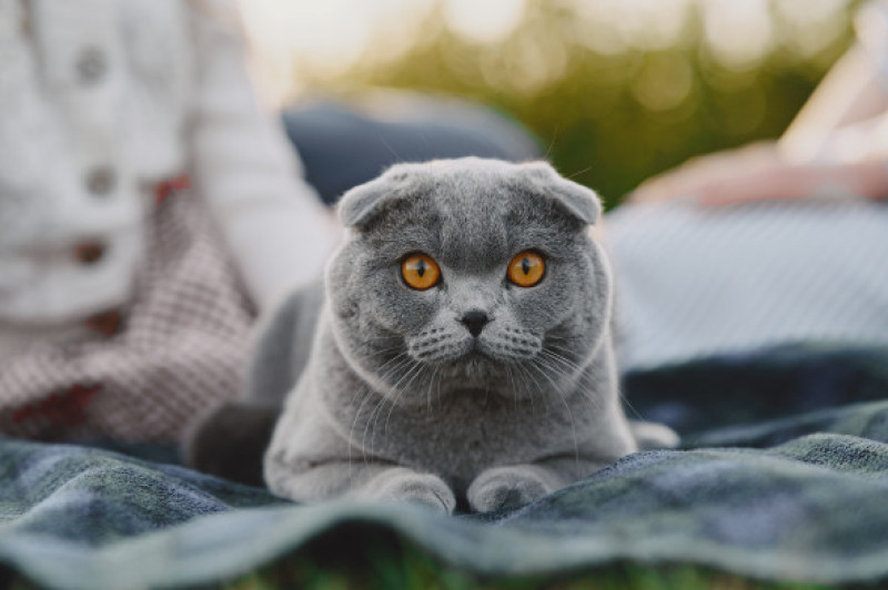Pisică Scottish Fold/ Freepik