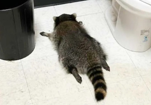 Ce a pățit un raton care a intrat din greșeală într-un magazin de băuturi alcoolice. L-au găsit leșinat în baie