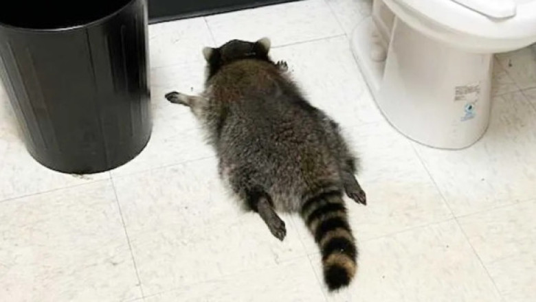 Ce a pățit un raton care a intrat din greșeală într-un magazin de băuturi alcoolice. L-au găsit leșinat în baie