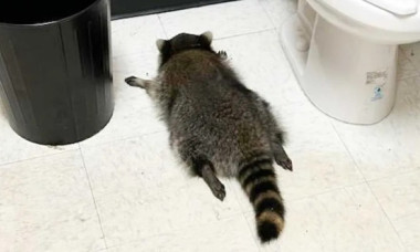 Ce a pățit un raton care a intrat din greșeală într-un magazin de băuturi alcoolice. L-au găsit leșinat în baie