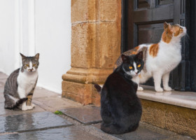 Imagini virale cu un curier și trei pisici. Cum a fost surprins bărbatul în plin sezon al sărbătorilor: „Un schimb frumos de energie”