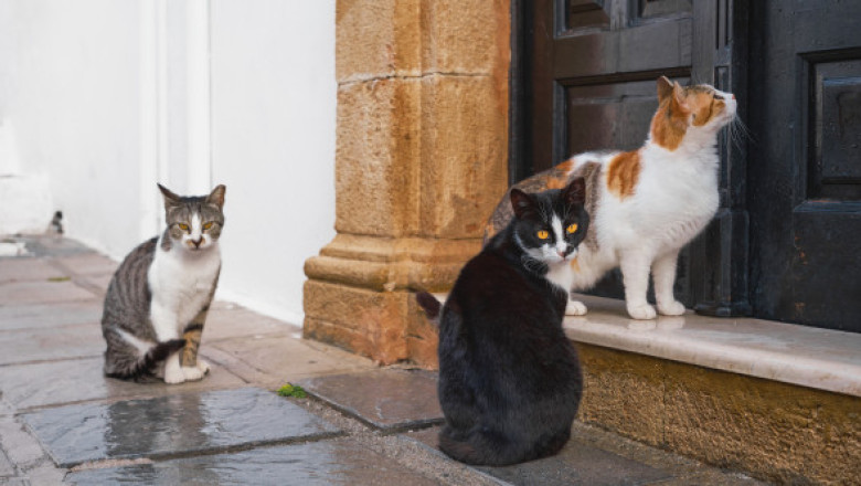 Imagini virale cu un curier și trei pisici. Cum a fost surprins bărbatul în plin sezon al sărbătorilor: „Un schimb frumos de energie”