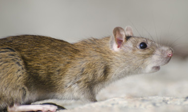 Haos la 10.000 de metri altitudine. Un șobolan a fost surprins plimbându-se liber într-un avion