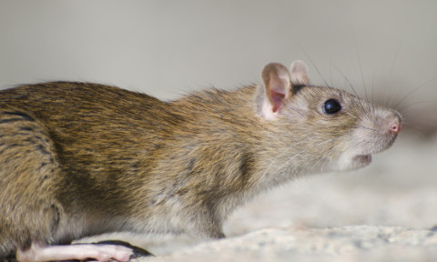 Haos la 10.000 de metri altitudine. Un șobolan a fost surprins plimbându-se liber într-un avion