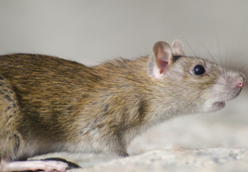 Haos la 10.000 de metri altitudine. Un șobolan a fost surprins plimbându-se liber într-un avion