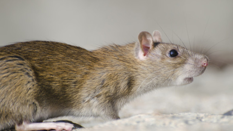 Haos la 10.000 de metri altitudine. Un șobolan a fost surprins plimbându-se liber într-un avion