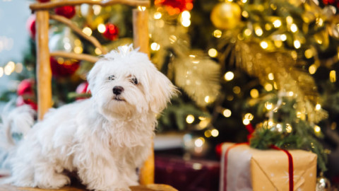 Avertisment de Crăciun pentru stăpânii de câini. Decorațiunea aparent inofensivă care le poate pune viața în pericol