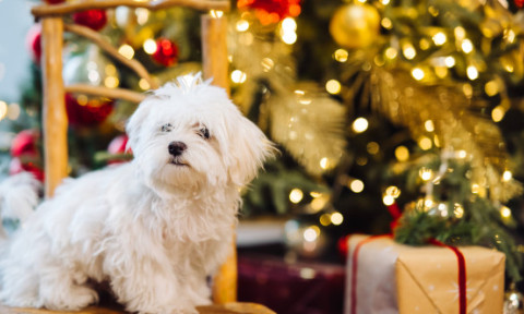 Avertisment de Crăciun pentru stăpânii de câini. Decorațiunea aparent inofensivă care le poate pune viața în pericol