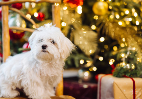 Avertisment de Crăciun pentru stăpânii de câini. Decorațiunea aparent inofensivă care le poate pune viața în pericol