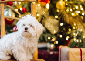 Avertisment de Crăciun pentru stăpânii de câini. Decorațiunea aparent inofensivă care le poate pune viața în pericol