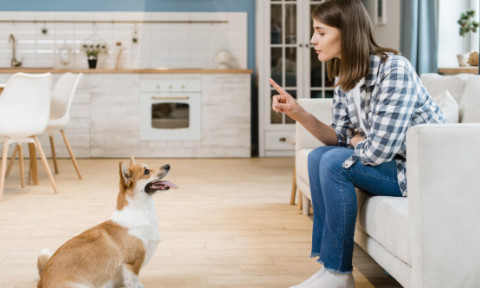 De ce nu ar trebui să spui niciodată „nu” unui cățeluș. Ce funcționează, de fapt, în dresaj