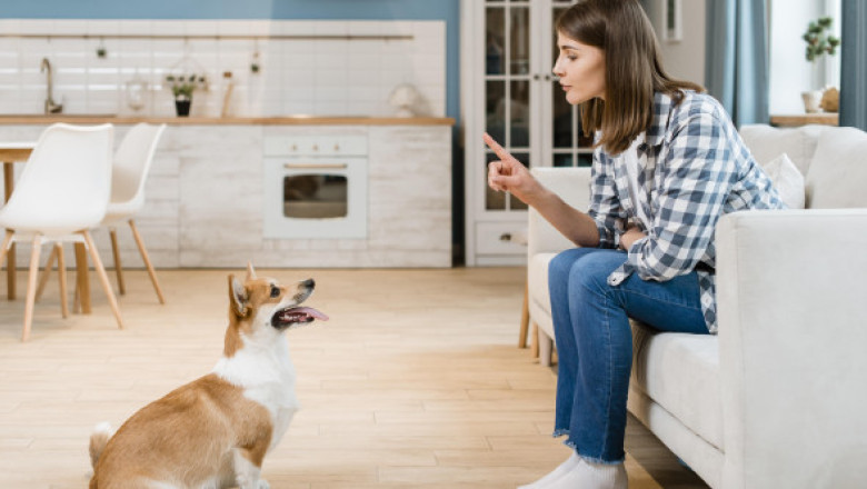 De ce nu ar trebui să spui niciodată „nu” unui cățeluș. Ce funcționează, de fapt, în dresaj