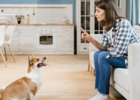 De ce nu ar trebui să spui niciodată „nu” unui cățeluș. Ce funcționează, de fapt, în dresaj