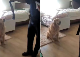 Cum a reacționat un câine când un străin a intrat în casă. Stăpânul patrupedului a fost șocat: „Trebuia să-i arate unde ținem banii”