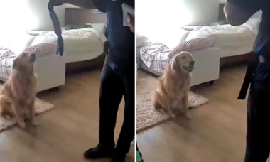 Cum a reacționat un câine când un străin a intrat în casă. Stăpânul patrupedului a fost șocat: „Trebuia să-i arate unde ținem banii”