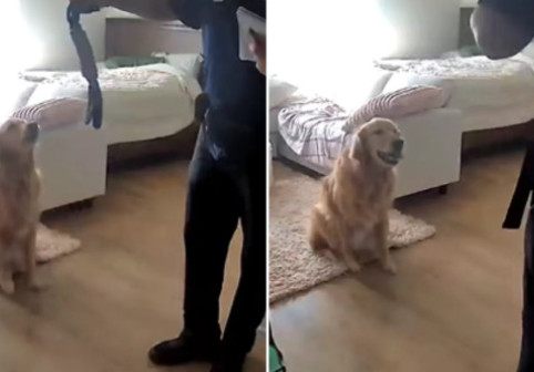 Cum a reacționat un câine când un străin a intrat în casă. Stăpânul patrupedului a fost șocat: „Trebuia să-i arate unde ținem banii”