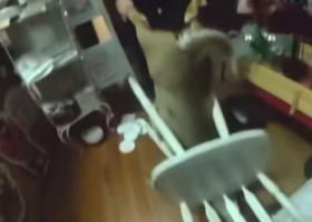 Panică într-un magazin de Crăciun. Un cerb a făcut ravagii printre rafturi și a rămas blocat într-un scaun: „Își căuta sania”