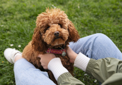 Top 5 rase de câini care nu năpârlesc și nu miros. Recomandările unui dresor cu 30 de ani de experiență