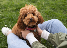 Top 5 rase de câini care nu năpârlesc și nu miros. Recomandările unui dresor cu 30 de ani de experiență